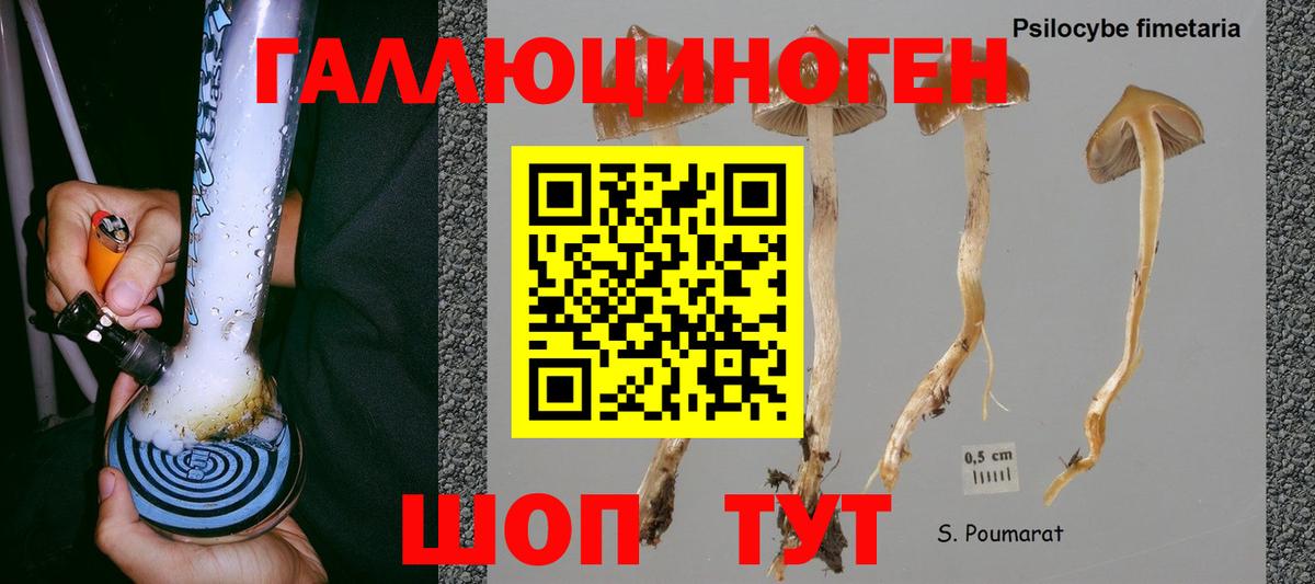 Галлюциногенные грибы Psilocybine cubensis Кингисепп